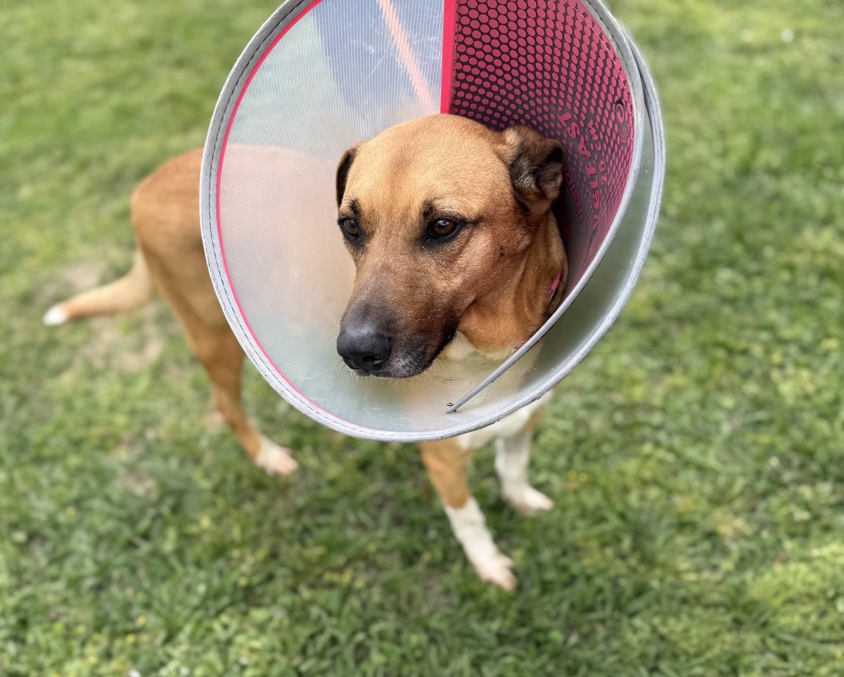 Tripod Mitchell is our only pup who is getting no interest so far 😞.
This 2 year old handsome boy is pup and kitty friendly! Affectionate, friendly &amp; sweet he would make a wonderful companion!
We transport nationwide! 💜
rescuecoop.org/services