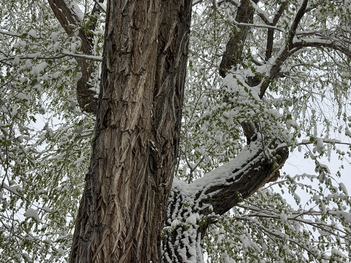 Surprise!  #spring #snow