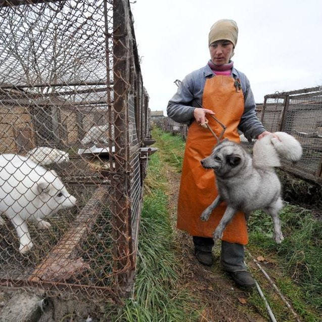 ruben_prz's tweet photo. Cada año son masacrados millones de animales en granjas por su piel.

Hay que acabar con esto ↙️
https://t.co/IaMZvz0IHI https://t.co/QCPvg10sLd