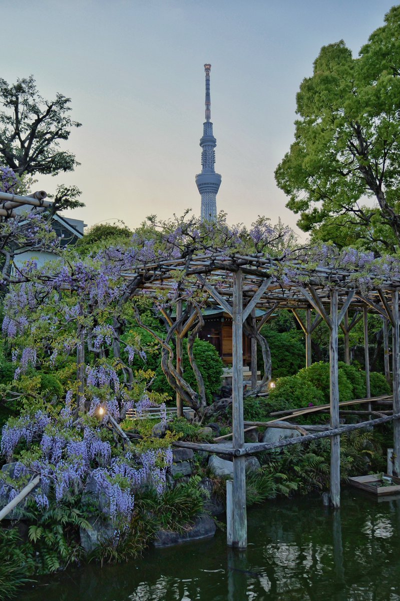 blacksheep5963's tweet photo. まだ5分咲き　亀戸天神の藤 https://t.co/Mmjpqn0xKx
