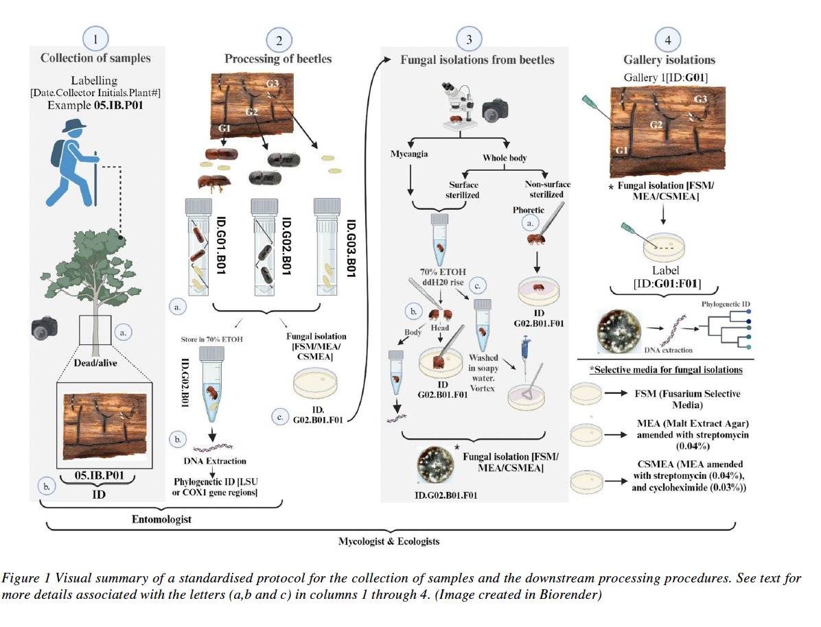 🚨🚨🚨 New Publication Alert 🚨🚨🚨
🪲🪲🪲🪲🪲🍄🍄🍄🍄🍄🌳🌳🌳🌳🌳

This proceeding results from a 5-year Research Coordination Network of entomologists and tree pathologists in SouthAfrica and the United States.

link.springer.com/article/10.100…

<a href="/UFPlantPath/">UF/IFAS Plant Pathology Department</a> <a href="/UFTropical/">UF IFAS Tropical Research and Education Center</a> <a href="/IUFROdivision7/">IUFRO Division 7 Forest Health</a>