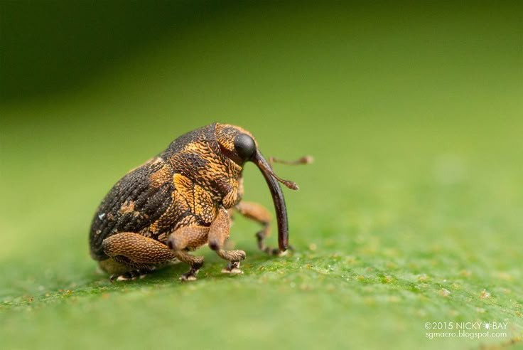 weevils look so polite..why do they have evil in their name? :(