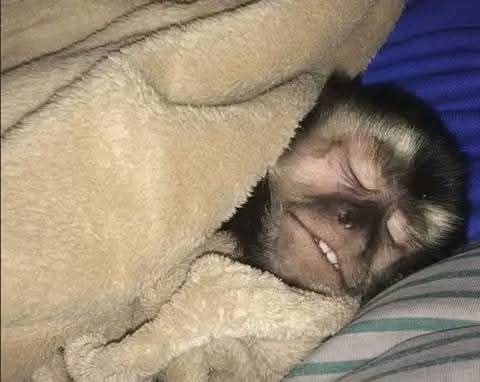 tebogomalux's tweet photo. Me sleeping in peace not caring who's the minister of justice, home affairs, and mayor of city of Tshwane https://t.co/dC1JBrxD36