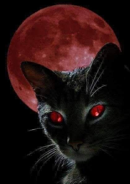Magica notte a tutti/e 
💫✨🌜✨🖤