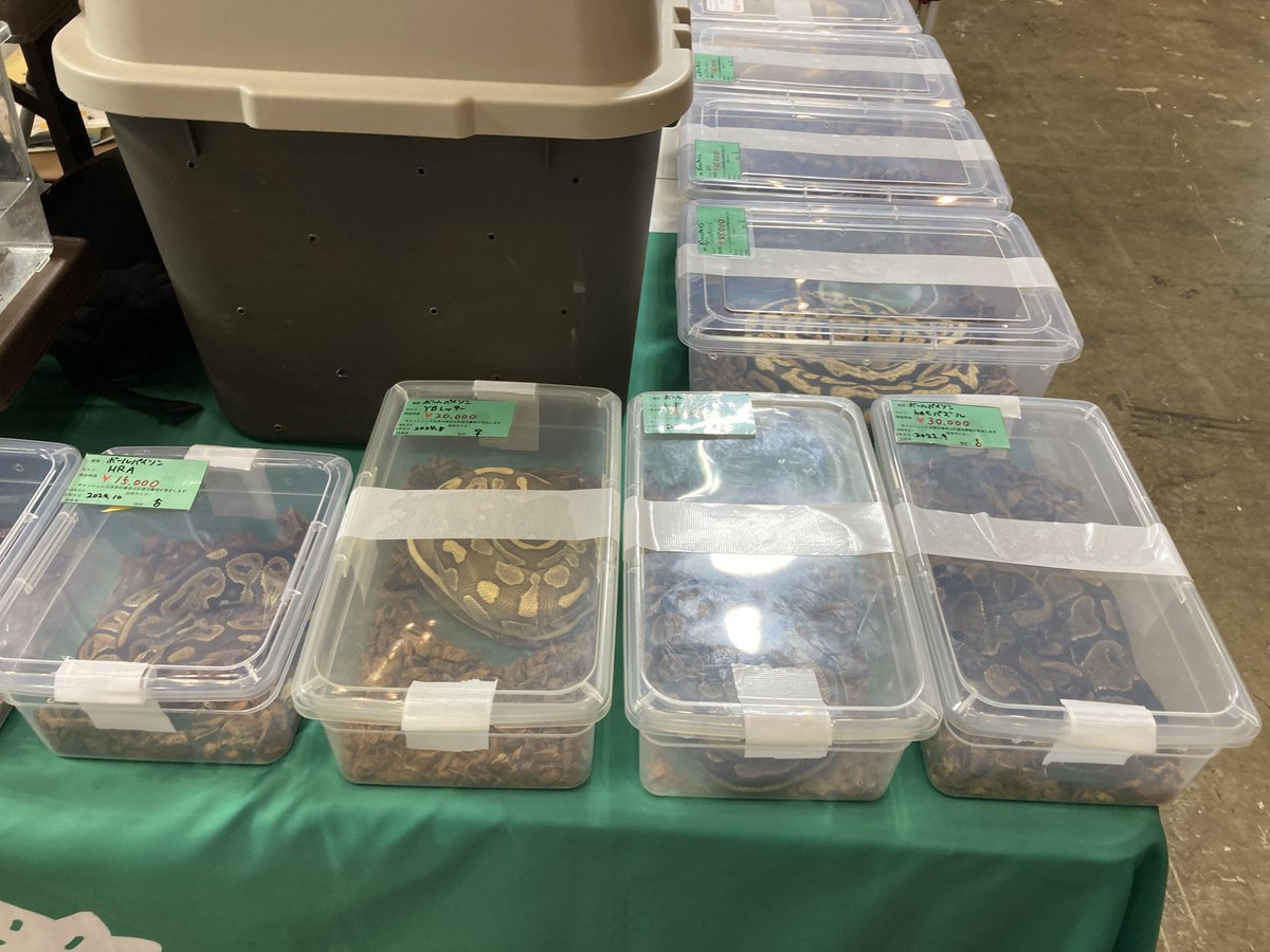 Foster0928rep's tweet image. BIGレプヘビ軍団