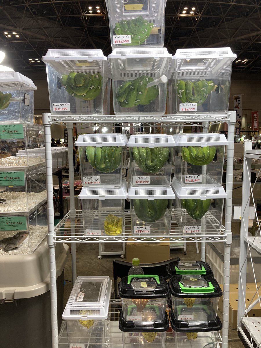 Foster0928rep's tweet image. BIGレプヘビ軍団