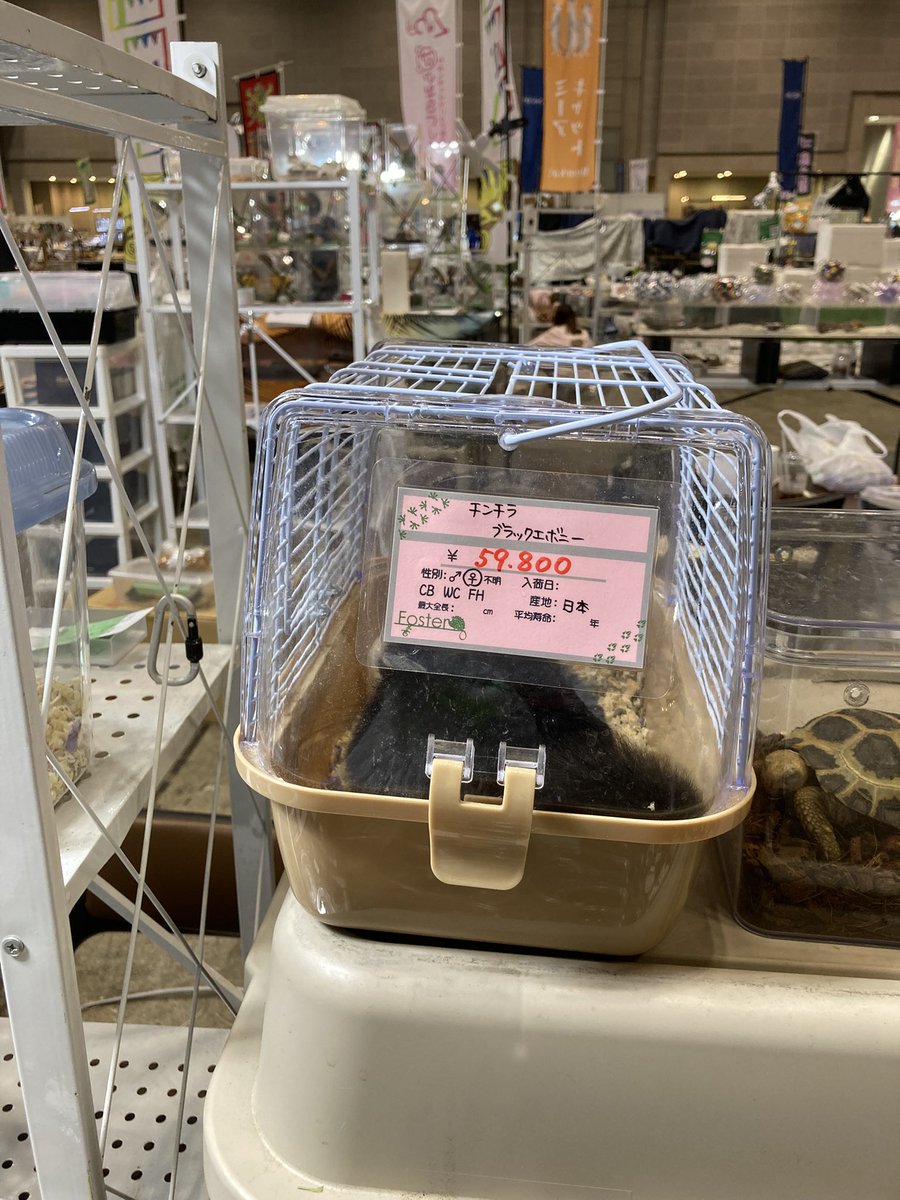 Foster0928rep's tweet image. BIGレプ小動物