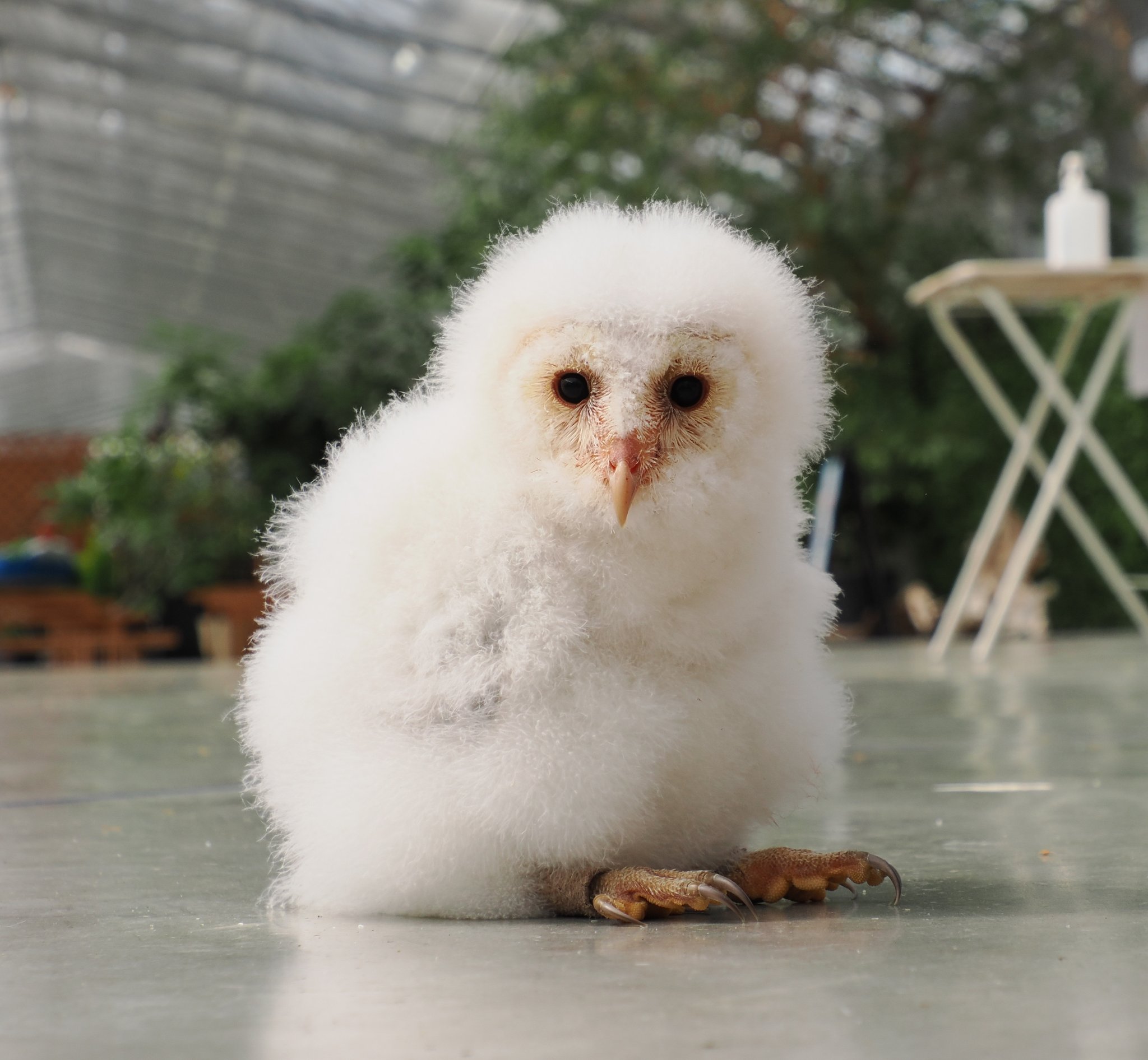 ＊恭ちゃんフクロウ君＊【メンフクロウ】＊レア 恭ちゃんフクロウ君＊【メンフクロウ】＊レア メンフクロウ