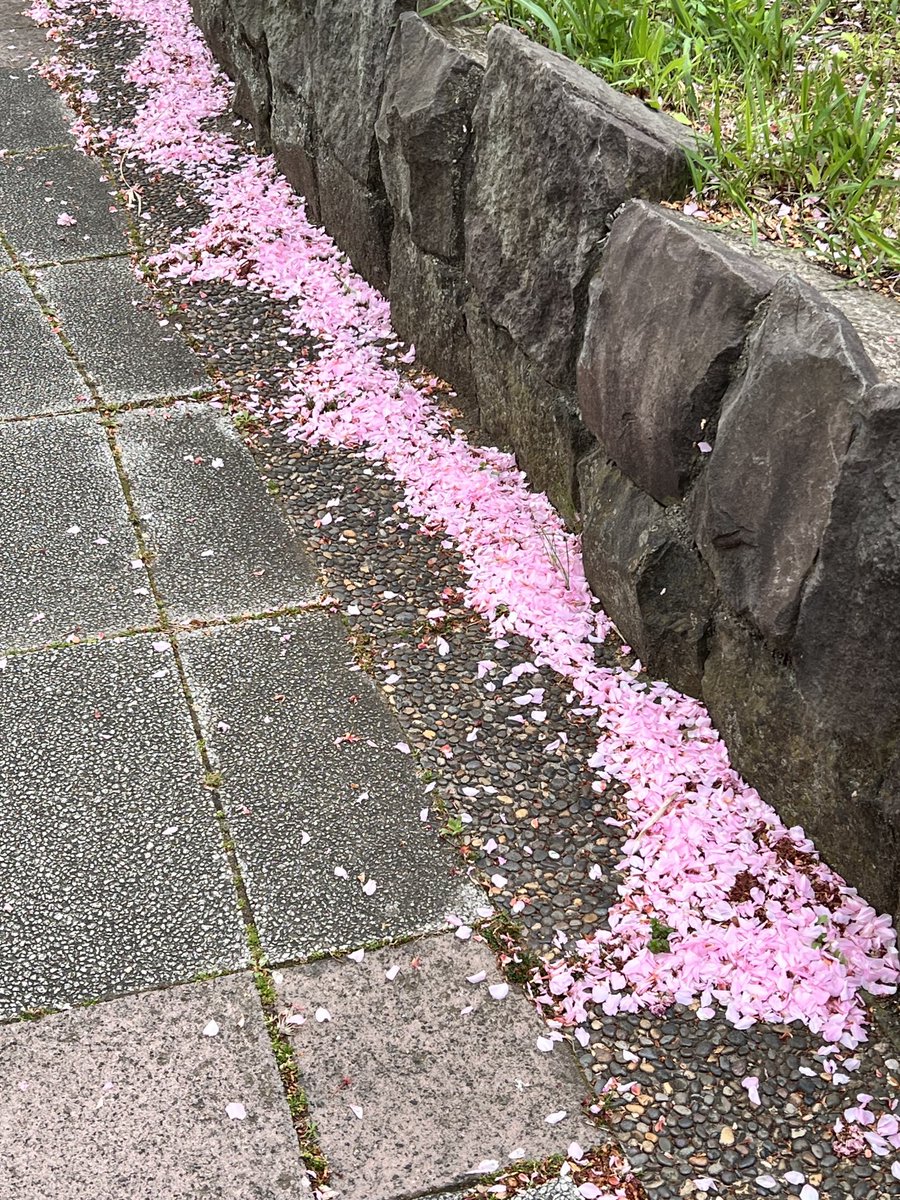 ayasam910's tweet photo. これで今年の桜もサヨナラです https://t.co/051xvAUaY6