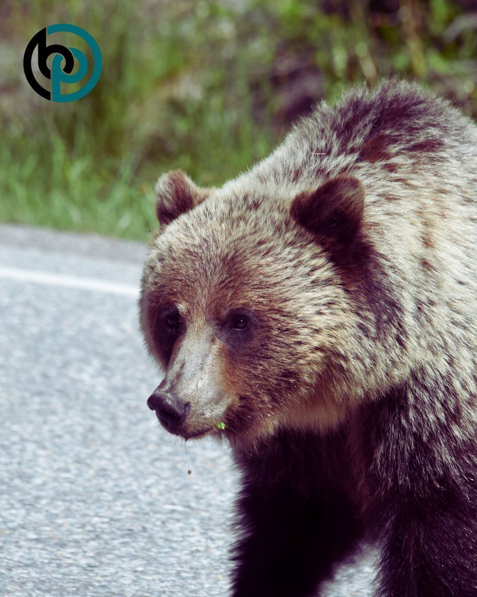 bellandpollock's tweet image. 🐾 Wildlife are on the move. Deer, elk, and bears are out this spring. Stay alert while behind the wheel — or risk a collision. If you’ve been injured, we can help.

🔷Bell &amp;amp; Pollock | 720-706-5830 | championsofthepeople.com 

 #SpringInColorado #RoadSafety #PersonalInjuryLaw