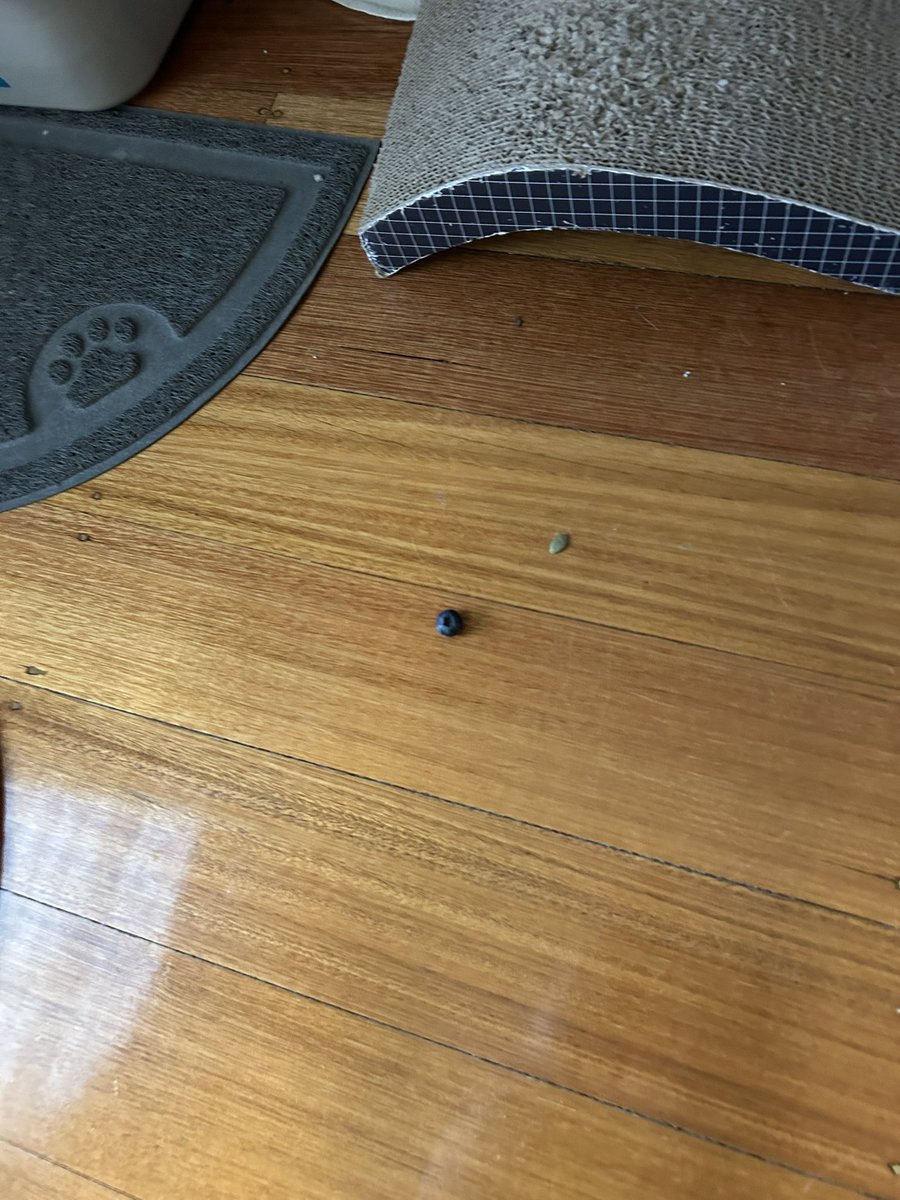 While captor was sleeping I found these so leaving them for when she wakes. Giggle captor dropped her breakfast yesterday.