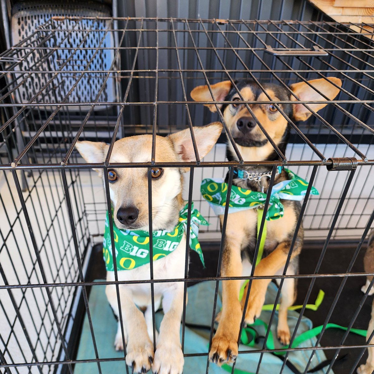 OregonSB's tweet photo. Come say hello to these very good dogs - and a curious pup - available for adoption today on the concourse of The Jane during our Bark in the Park game.

#GoDucks | #Version7 https://t.co/DWD6n7aUVA