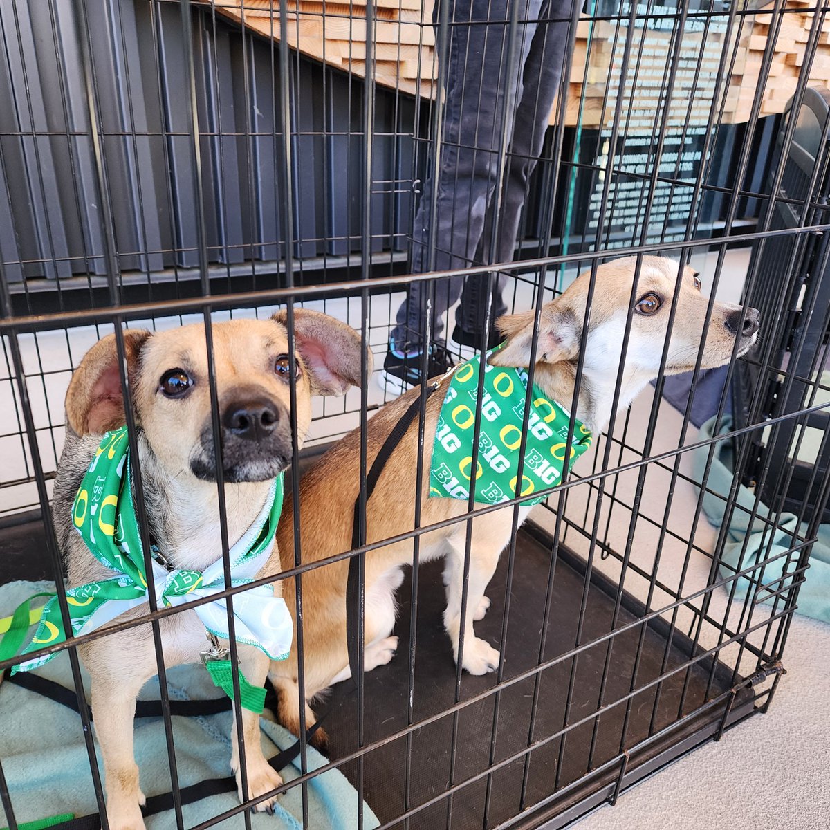 OregonSB's tweet photo. Come say hello to these very good dogs - and a curious pup - available for adoption today on the concourse of The Jane during our Bark in the Park game.

#GoDucks | #Version7 https://t.co/DWD6n7aUVA