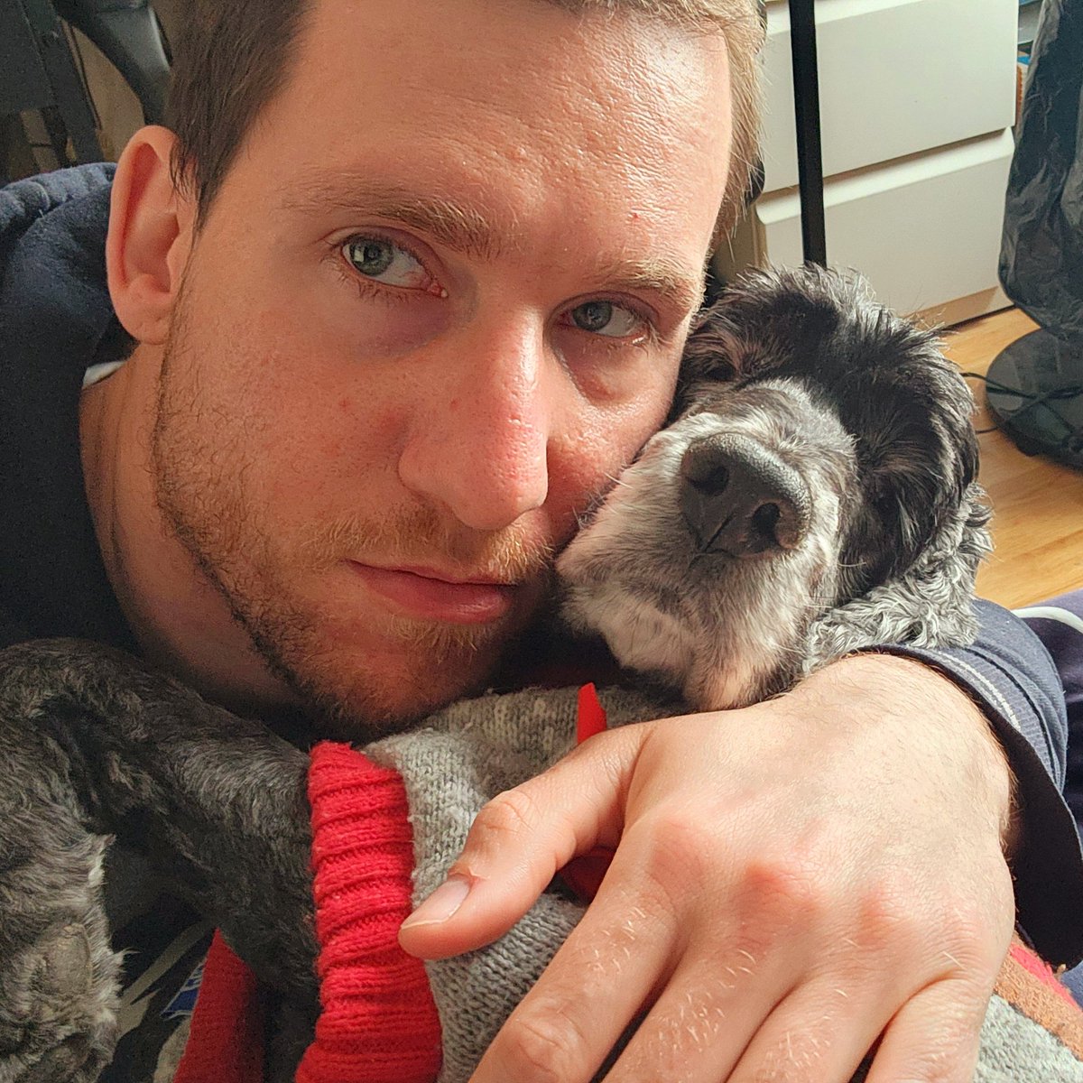 alexiogrenier's tweet photo. The good boys . ♥️ #GoodBoy #Cute #Adorable #Pet #Animals #Cuddle #Pretty #Cocker #CockerEnglishLove #EnglishCocker #Photo https://t.co/vyAt2iOZyC