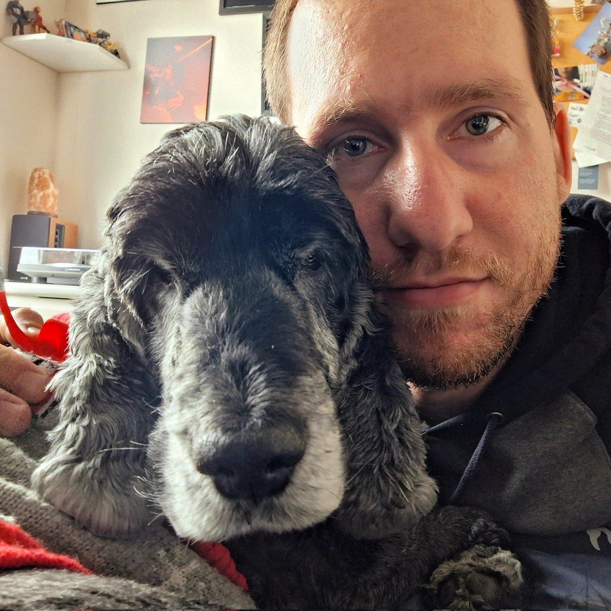 alexiogrenier's tweet photo. The good boys . ♥️ #GoodBoy #Cute #Adorable #Pet #Animals #Cuddle #Pretty #Cocker #CockerEnglishLove #EnglishCocker #Photo https://t.co/vyAt2iOZyC