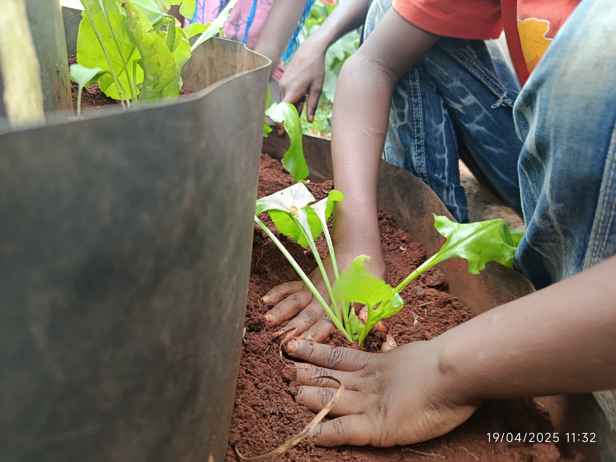 ShakurNjeru1's tweet photo. Growing organic food teaches sustainability, supports #ZeroHunger, and connects young genaration to the planet. Lets plant the future together.
#OrganicFarming #GreenLearning #EcoKids #HolidayWithPurpose @aphrc @sdi_net @MakingMoreH @TMG_think @ViccoMukuru @@Zero_Hunger_Ke https://t.co/Iy0l8JuLoZ