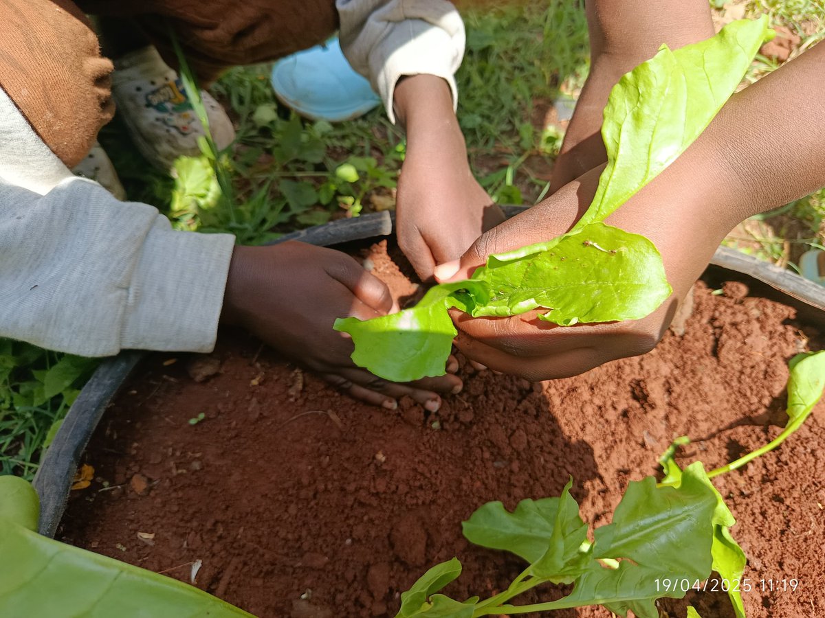 ShakurNjeru1's tweet photo. Growing organic food teaches sustainability, supports #ZeroHunger, and connects young genaration to the planet. Lets plant the future together.
#OrganicFarming #GreenLearning #EcoKids #HolidayWithPurpose @aphrc @sdi_net @MakingMoreH @TMG_think @ViccoMukuru @@Zero_Hunger_Ke https://t.co/Iy0l8JuLoZ