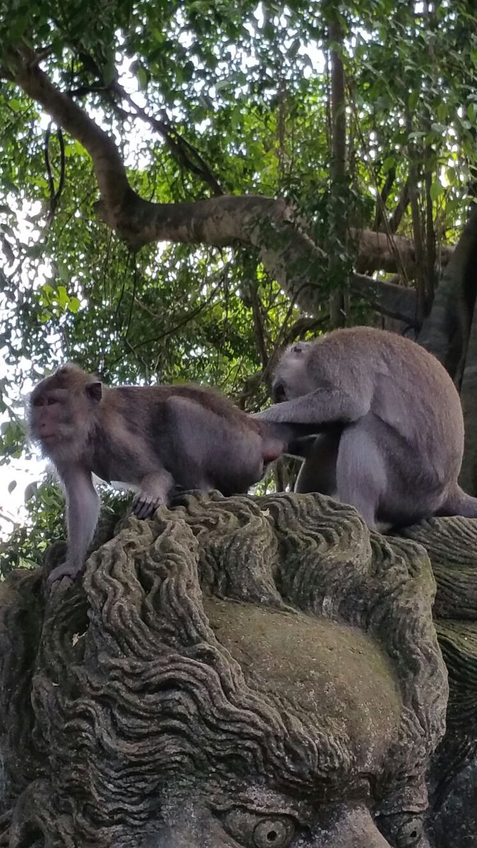 bluebird00010's tweet photo. Went to the #SacredMonkeyForest 🙉 in #Ubud #Bali
Made eye contact with a #monkey
Now we’re in a situationship💗
Lost my dignity, a granola bar, and almost my sunglasses🕶
10/10 spiritual experience🤸♀️
#MonkeySeeMonkeySteal
#FlirtedWithAMonkey
#visitubud
#ilovebali
#UbudNature https://t.co/q4vp6DiZaT