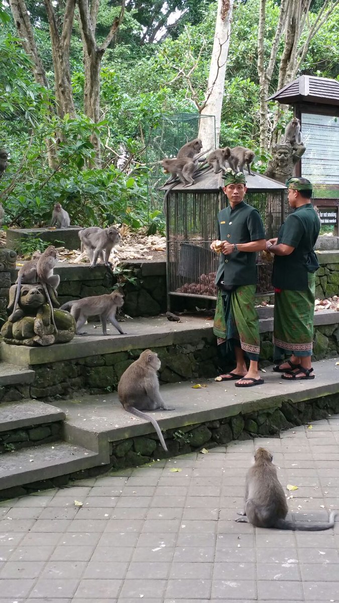 bluebird00010's tweet photo. Went to the #SacredMonkeyForest 🙉 in #Ubud #Bali
Made eye contact with a #monkey
Now we’re in a situationship💗
Lost my dignity, a granola bar, and almost my sunglasses🕶
10/10 spiritual experience🤸♀️
#MonkeySeeMonkeySteal
#FlirtedWithAMonkey
#visitubud
#ilovebali
#UbudNature https://t.co/q4vp6DiZaT