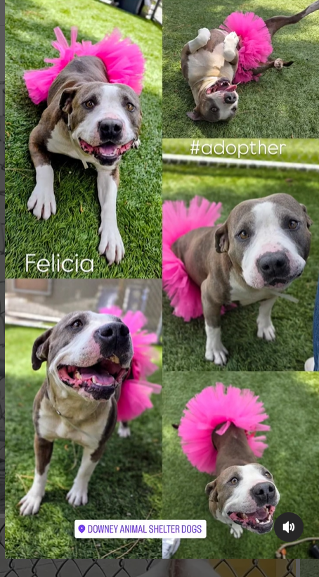 Maple 🐕 🎹 🎸 💙 tweet media