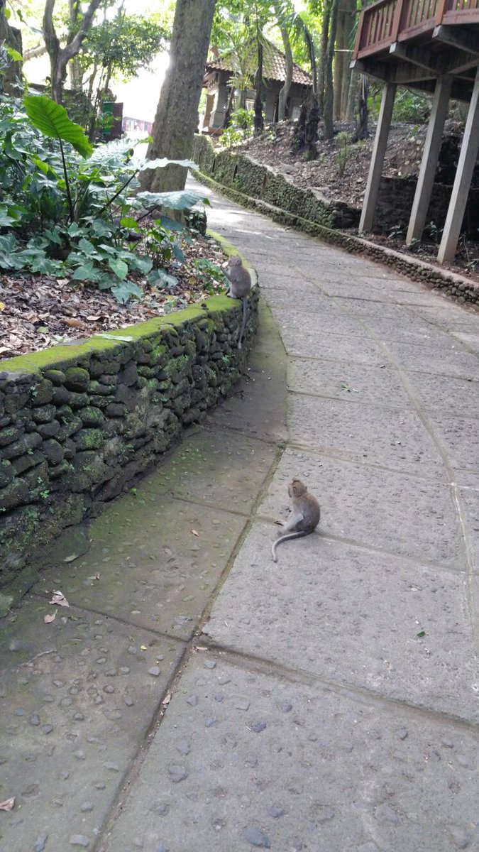 bluebird00010's tweet photo. Went to the #SacredMonkeyForest 🙉 in #Ubud #Bali
Made eye contact with a #monkey
Now we’re in a situationship 💗
#PrayLoveAndRun
#MonkeySeeMonkeySteal
#FlirtedWithAMonkeyNoRegrets
#BaliVibesAndBananaCrimes
#visitubud
#ilovebali
#ubudvibes
#UbudNature https://t.co/fc7FjdTQic