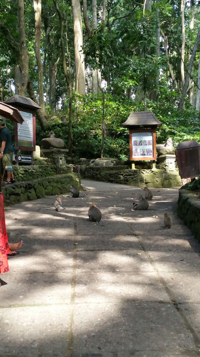 bluebird00010's tweet photo. Went to the #SacredMonkeyForest 🙉 in #Ubud #Bali
Made eye contact with a #monkey
Now we’re in a situationship 💗
#PrayLoveAndRun
#MonkeySeeMonkeySteal
#FlirtedWithAMonkeyNoRegrets
#BaliVibesAndBananaCrimes
#visitubud
#ilovebali
#ubudvibes
#UbudNature https://t.co/fc7FjdTQic