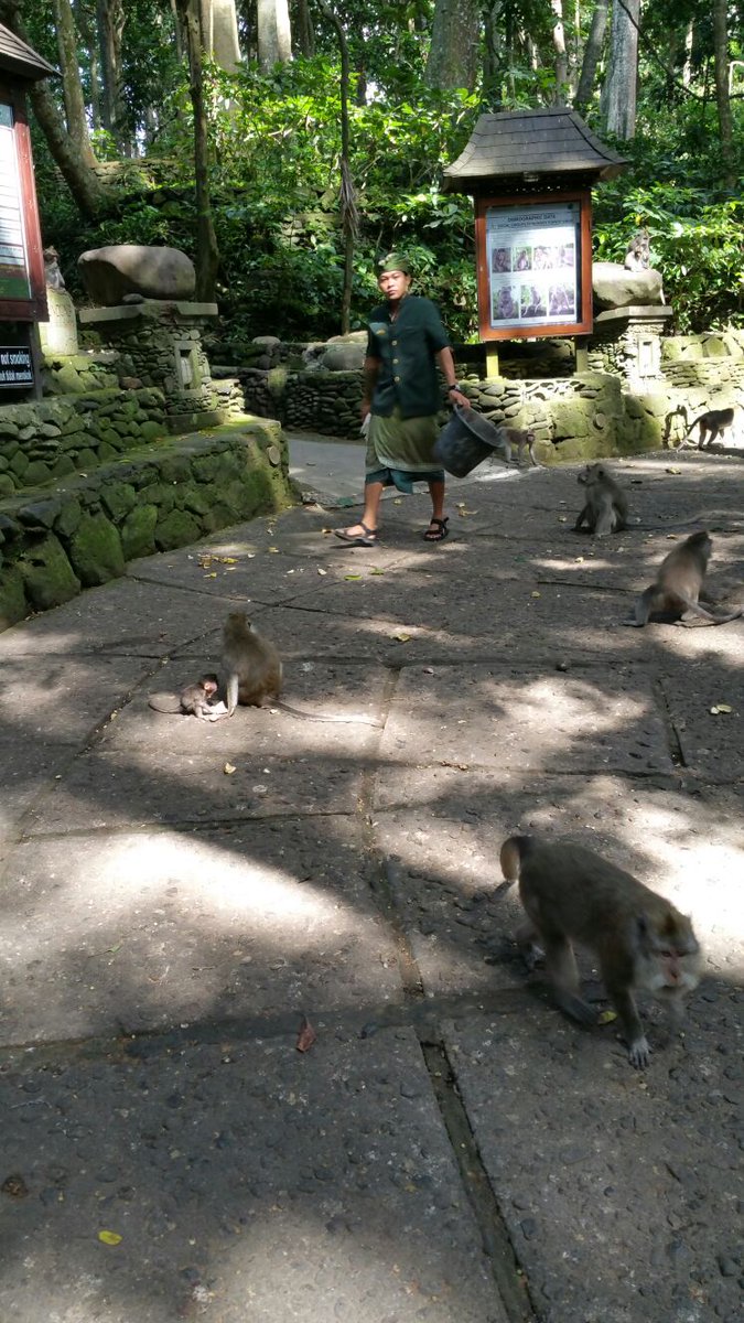 bluebird00010's tweet photo. Went to the #SacredMonkeyForest 🙉 in #Ubud #Bali
Made eye contact with a #monkey
Now we’re in a situationship 💗
#PrayLoveAndRun
#MonkeySeeMonkeySteal
#FlirtedWithAMonkeyNoRegrets
#BaliVibesAndBananaCrimes
#visitubud
#ilovebali
#ubudvibes
#UbudNature https://t.co/fc7FjdTQic