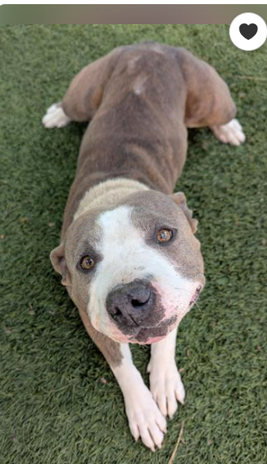 🆘💔🆘 FELICIA, another shy pibble girl on the Downey #California euth list😱Just 1 yo, 53 lbs. Adoption fee waived. Notes in thread. Please help the #DowneyDogs. The shelter is full &amp; too many more arrive every day😢 info⬇️ #A5686801