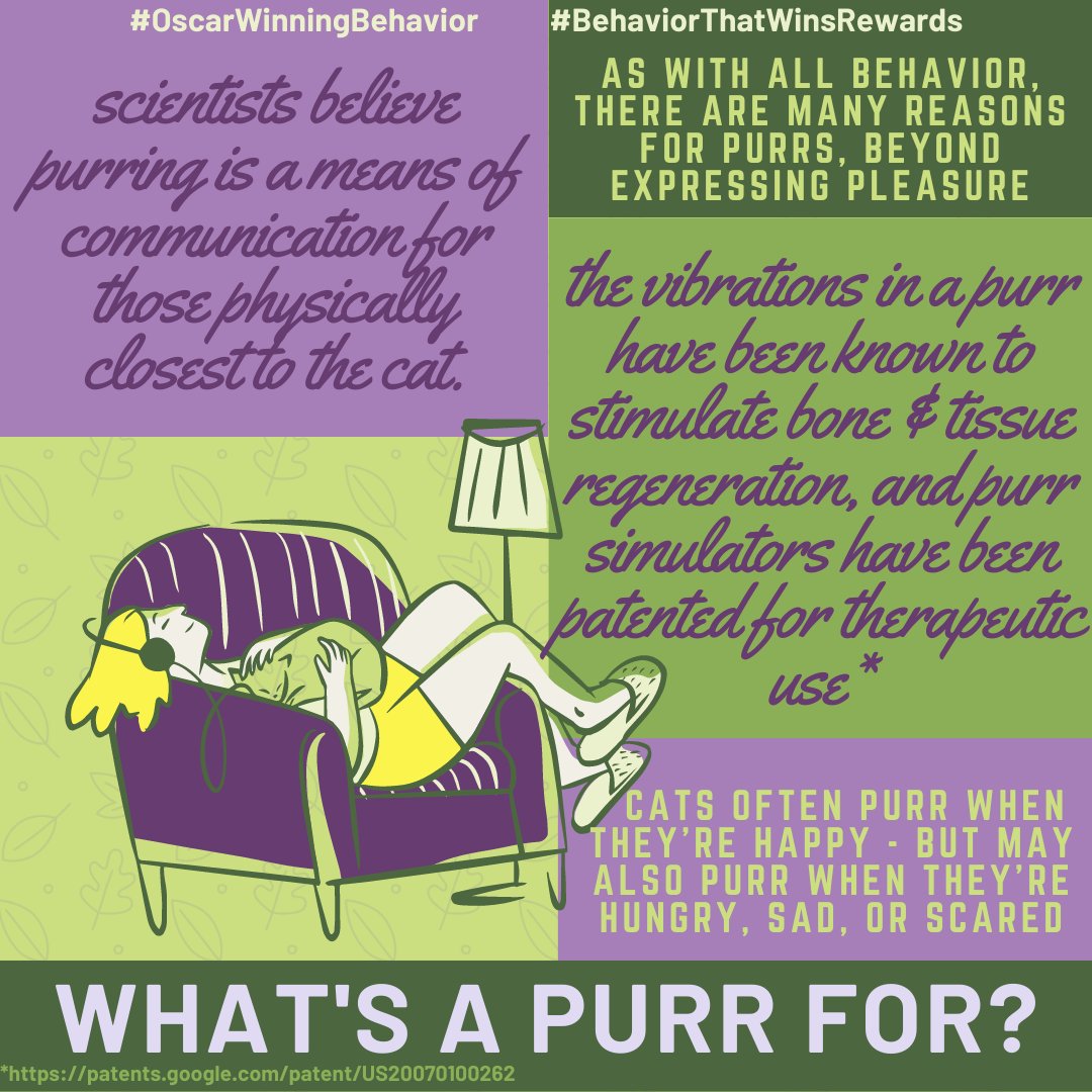 OscarWinning's tweet image. Feeling a little stressed?  Snuggle with a cat!  It's good for you1

#OscarWinningBehavior #CatLover #KittyLove #Caturday