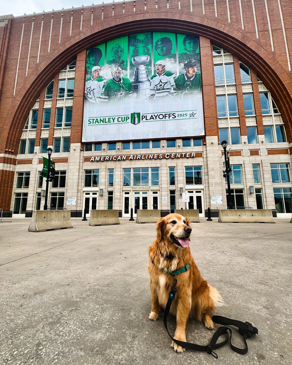 DallasStars's tweet photo. All the cool dogs are ready for #TexasHockey Playoffs 😎 https://t.co/GBarN9DiFd