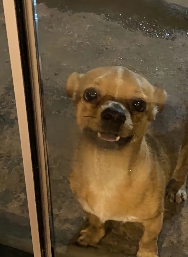 lolavinhedo's tweet photo. que cachorro fofo mano ah cara https://t.co/qJ3QEt3kBR