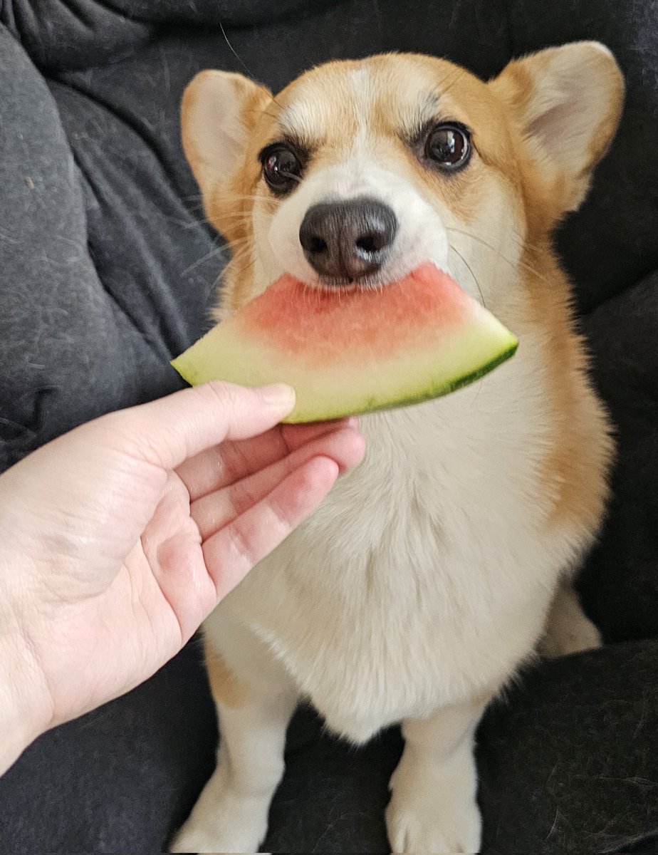 happy weekend, have a goofy beef enjoying watermelon