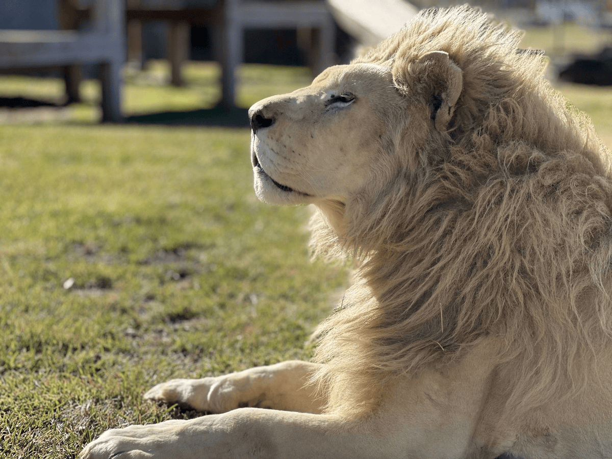 LnsTgersandBrs's tweet photo. Want to make a difference at Lions Tigers & Bears? π¦π―π»
From donating or sponsoring an animal to volunteering or attending #WildintheCountry (May 17th) β every action counts. π
Get involved: https://t.co/37Bl2BcVoo https://t.co/2yRgj9qiCo