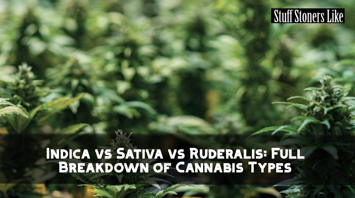 Indica. Sativa. Ruderalis. Here’s how they really stack up. stuffstonerslike.com/indica-vs-sati…