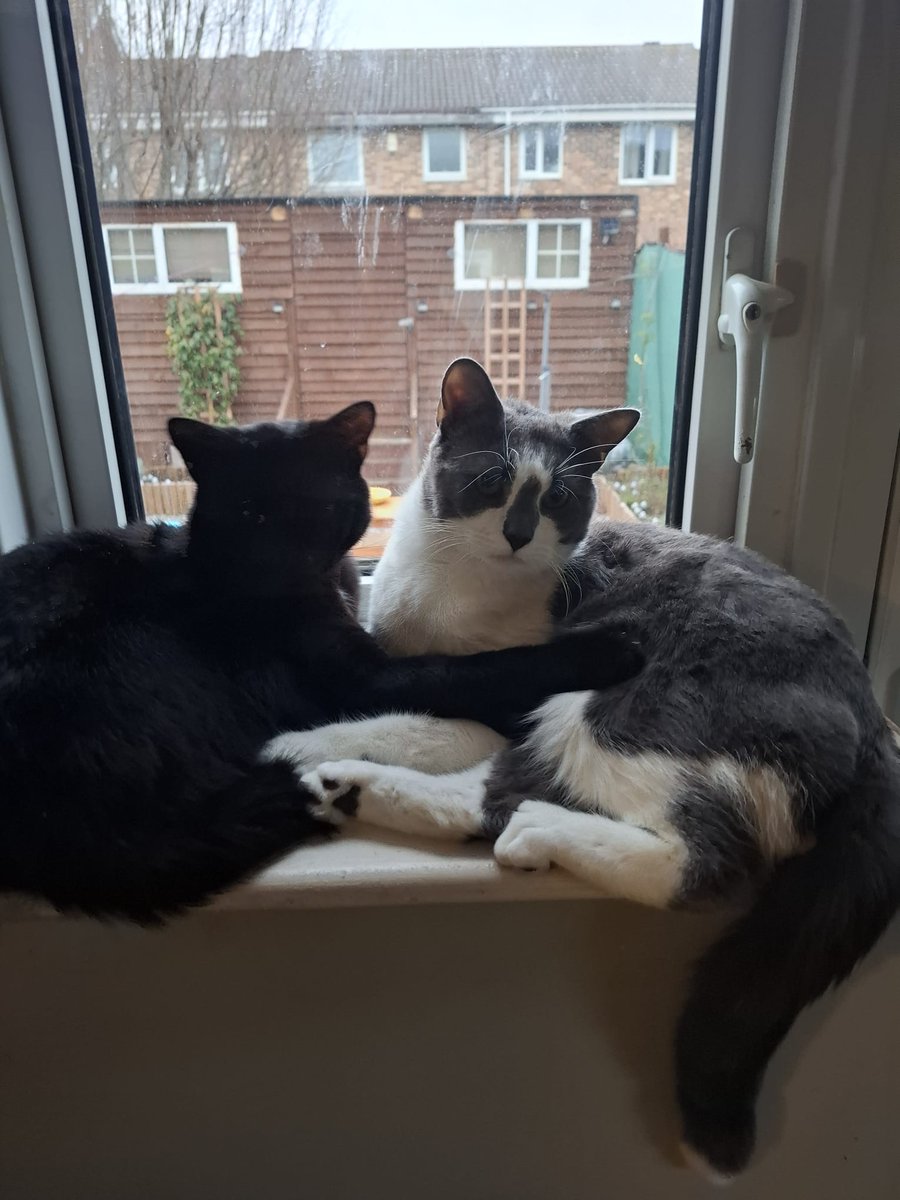 acidfirequeen 🖤 LowLife 😈 tweet media