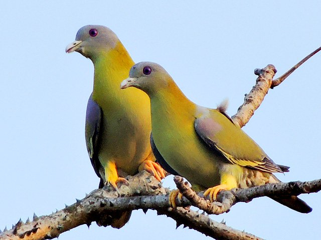 THEY CAN see 'forward' past their beak, but are almost certainly clocking the clicker #side_eye  
Yellow-footed Green Pigeon pair (Treron phoenicopterus)  #Mangaon #Maharashtra #India 
📷  Shantanu Kuveskar.