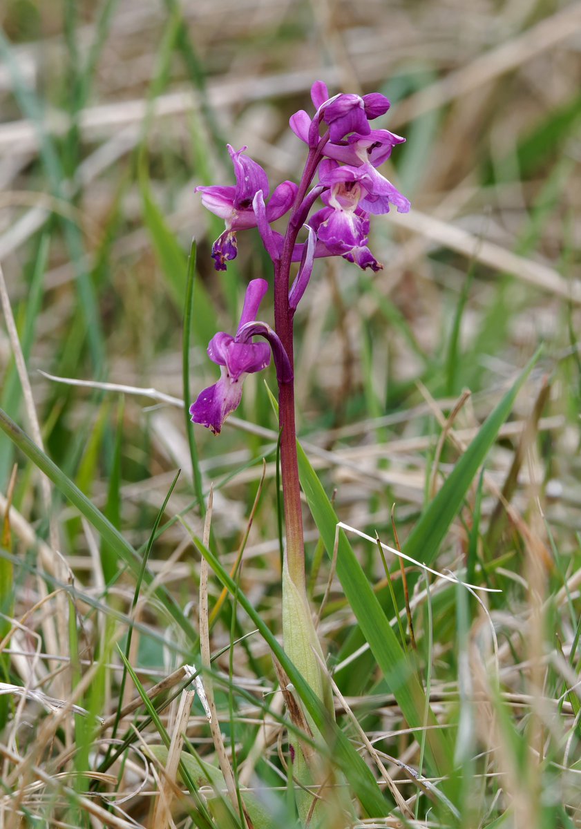 MarkDowie's tweet photo. Early Purple Orchids now in flower on #CleeveCommon - my earliest records. Typically stunted, 15-20 individuals half-hidden in the grass in various states of flower and bud #GlosOrchids @ukorchids @BSBIbotany https://t.co/JlvYRZLCBk