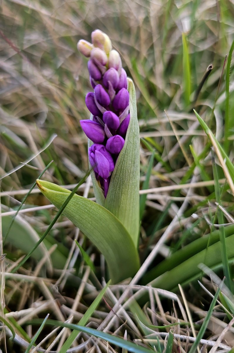 MarkDowie's tweet photo. Early Purple Orchids now in flower on #CleeveCommon - my earliest records. Typically stunted, 15-20 individuals half-hidden in the grass in various states of flower and bud #GlosOrchids @ukorchids @BSBIbotany https://t.co/JlvYRZLCBk