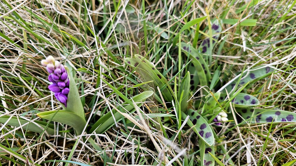 MarkDowie's tweet photo. Early Purple Orchids now in flower on #CleeveCommon - my earliest records. Typically stunted, 15-20 individuals half-hidden in the grass in various states of flower and bud #GlosOrchids @ukorchids @BSBIbotany https://t.co/JlvYRZLCBk