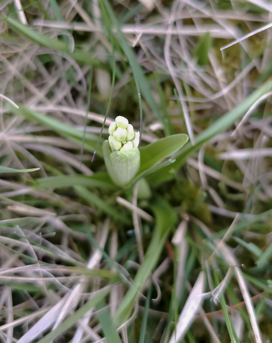MarkDowie's tweet photo. Also a couple of Early Purple Orchids white form on their way, these plants always flowering slightly later than their 'purple' siblings #CleeveCommon #GlosOrchids
@ukorchids @BSBIbotany https://t.co/pIN8qcw3zW