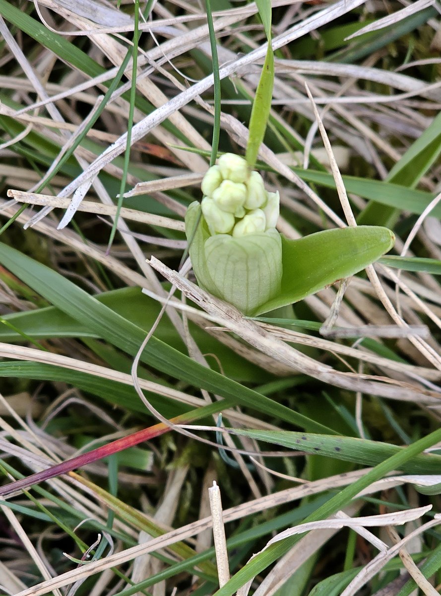 MarkDowie's tweet photo. Also a couple of Early Purple Orchids white form on their way, these plants always flowering slightly later than their 'purple' siblings #CleeveCommon #GlosOrchids
@ukorchids @BSBIbotany https://t.co/pIN8qcw3zW