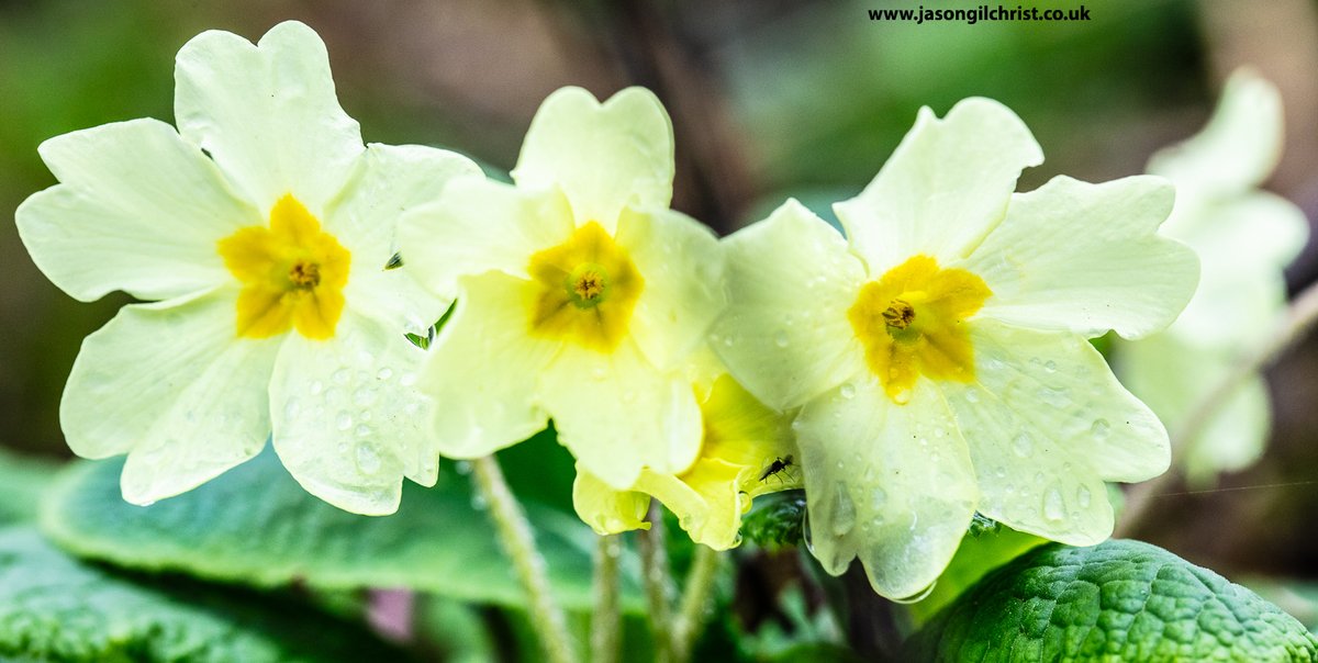 jgilchrist13's tweet photo. @Love_plants For #PrimroseDay!
Primula vulgaris.
Binny Woods.
Bathgate Hills.
West Lothian.
Scotland.
#Primulavulgaris #WildFlower #WildFlowers #WildFlowerPhotography #NaturePhotography #TwitterNaturePhotography #StormHour #ThePhotoHour #MacroHour #PlantLife #WildFlowerHour #primrose https://t.co/eFsuh536Xo