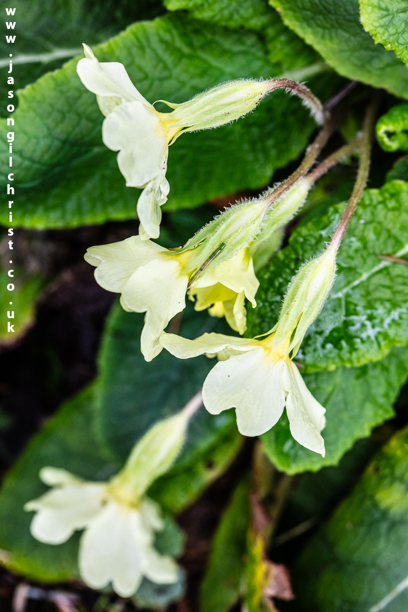 jgilchrist13's tweet photo. @Love_plants For #PrimroseDay!
Primula vulgaris.
Binny Woods.
Bathgate Hills.
West Lothian.
Scotland.
#Primulavulgaris #WildFlower #WildFlowers #WildFlowerPhotography #NaturePhotography #TwitterNaturePhotography #StormHour #ThePhotoHour #MacroHour #PlantLife #WildFlowerHour #primrose https://t.co/eFsuh536Xo