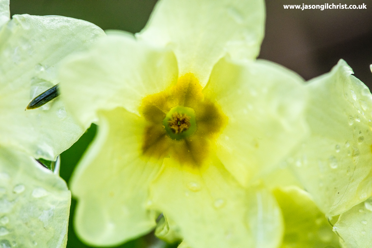 jgilchrist13's tweet photo. @Love_plants For #PrimroseDay!
Primula vulgaris.
Binny Woods.
Bathgate Hills.
West Lothian.
Scotland.
#Primulavulgaris #WildFlower #WildFlowers #WildFlowerPhotography #NaturePhotography #TwitterNaturePhotography #StormHour #ThePhotoHour #MacroHour #PlantLife #WildFlowerHour #primrose https://t.co/eFsuh536Xo
