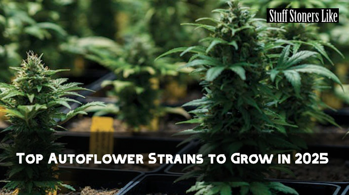 Top Autoflower Strains to Grow in 2025!!! GROWING season is HELLA close. So why not try some AUTOFLOWERS because they simple AF to cultivate stuffstonerslike.com/top-autoflower…