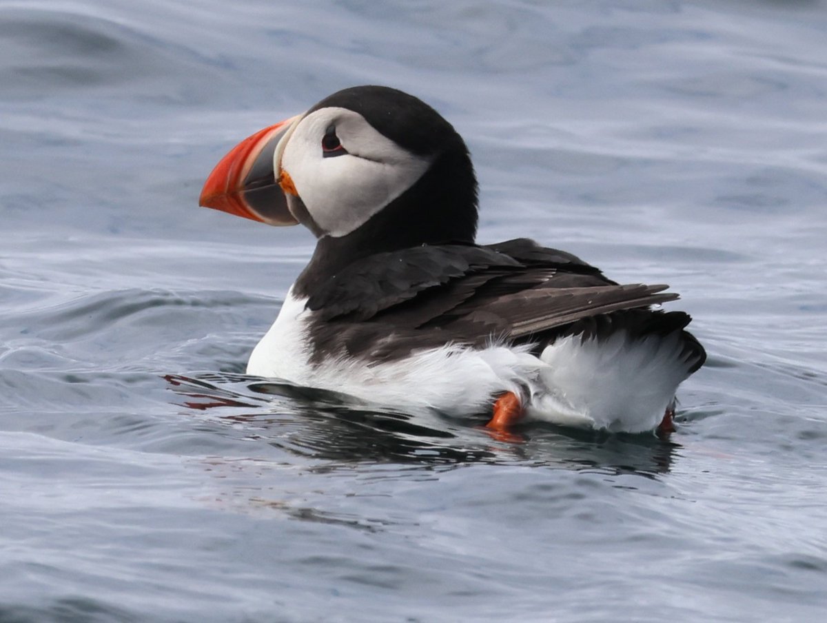Dr Emma Preece (@emmalpreece) on Twitter photo Another brilliant trip with <a href="/thefarneislands/">Billy Shiel</a> & the crew were wonderful! There are currently thousands of busy Puffins on and around the Farne Islands. 1/6 Another brilliant trip with <a href="/thefarneislands/">Billy Shiel</a> & the crew were wonderful! There are currently thousands of busy Puffins on and around the Farne Islands. 1/6