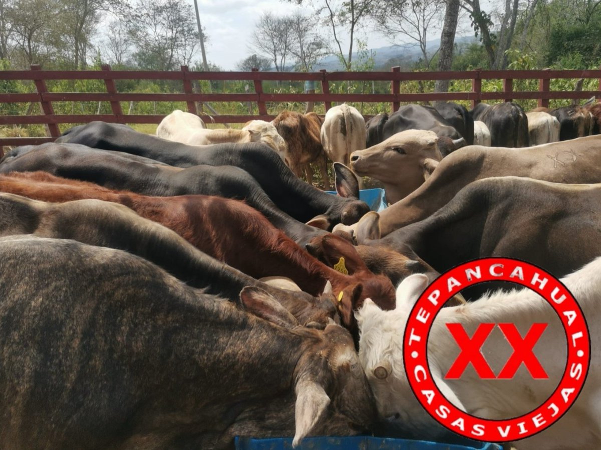 Ranchosybrechas's tweet photo. Y ni como explicarles a los becerros que hoy es sábado santo. Feliz y placentero día a todos!!!
.
.
.
.
.
.
.
.
.
#rancho #ranchlife #postalesdelcampo #ganado #cattle #ElCampoNoPara #SoyRanchero #Huasteca #Veracruz #Chiconamel #RanchoCasasViejas https://t.co/rMicta3P9q