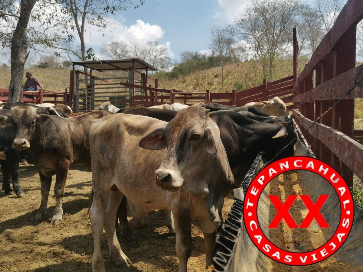 Ranchosybrechas's tweet photo. Y ni como explicarles a los becerros que hoy es sábado santo. Feliz y placentero día a todos!!!
.
.
.
.
.
.
.
.
.
#rancho #ranchlife #postalesdelcampo #ganado #cattle #ElCampoNoPara #SoyRanchero #Huasteca #Veracruz #Chiconamel #RanchoCasasViejas https://t.co/rMicta3P9q