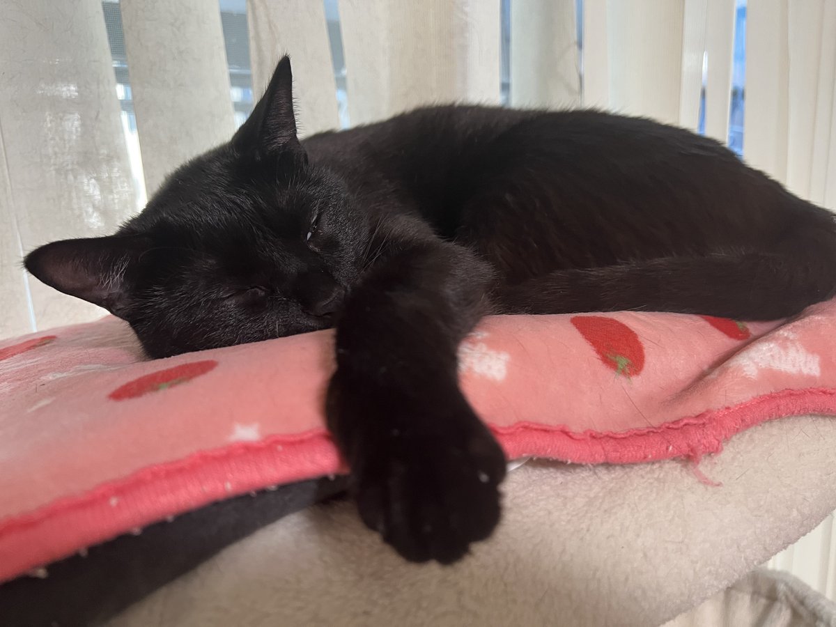 a2c_c2b's tweet photo. パパは今日も仕事。
生まれ変わったら君たちの仲間になりたい。
#猫のいる暮らし 
#スコティッシュフォールド 
#黒猫
#猫好きさんと繋がりたい
#爪研ぎ買い直さないと https://t.co/5NN1VC58me