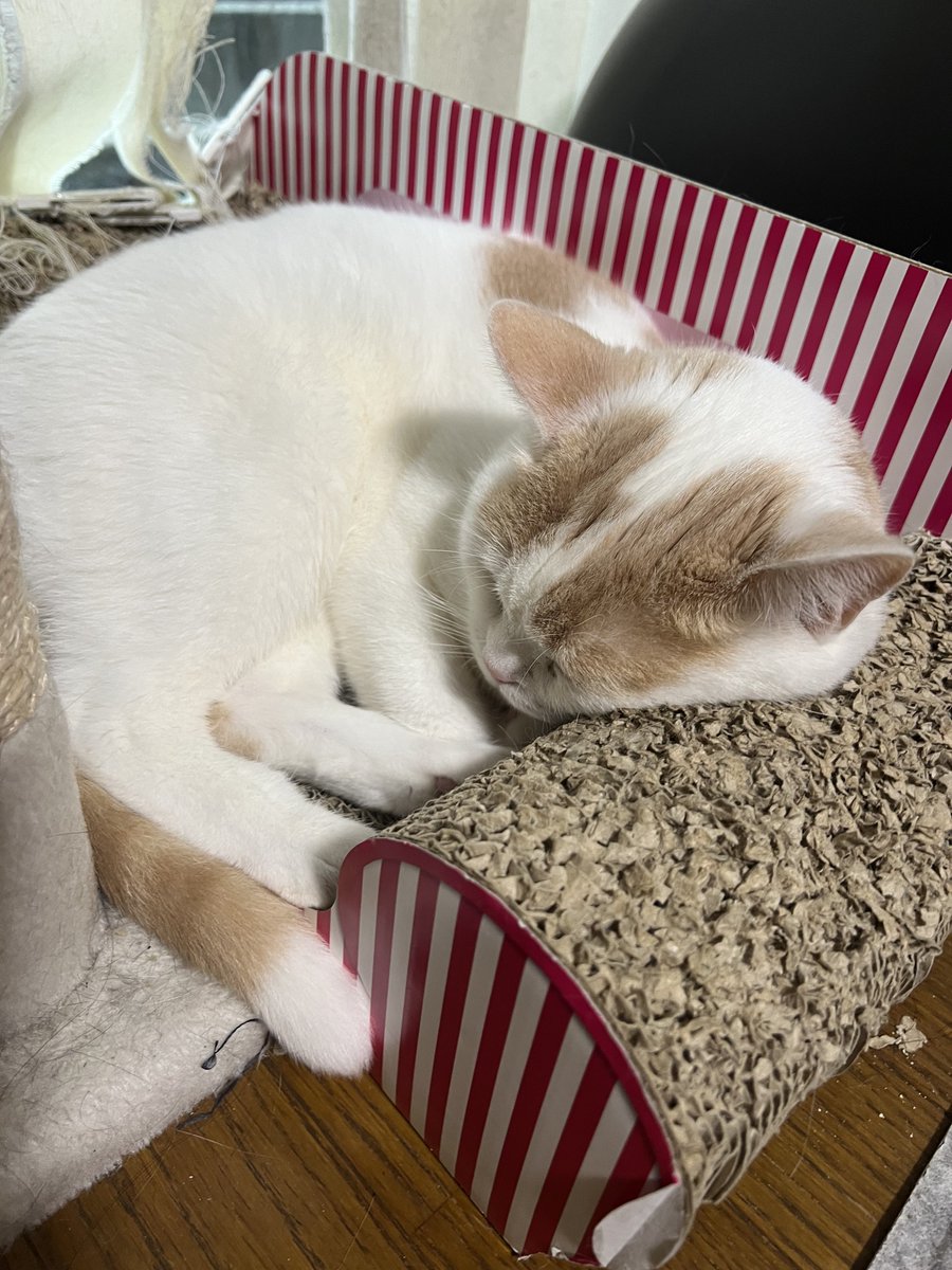 a2c_c2b's tweet photo. パパは今日も仕事。
生まれ変わったら君たちの仲間になりたい。
#猫のいる暮らし 
#スコティッシュフォールド 
#黒猫
#猫好きさんと繋がりたい
#爪研ぎ買い直さないと https://t.co/5NN1VC58me